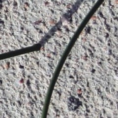 name